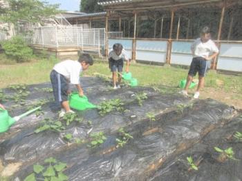学級菜園