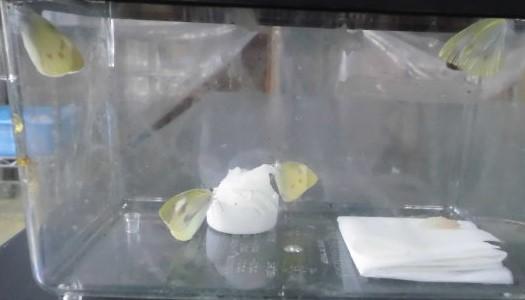 モンシロチョウ