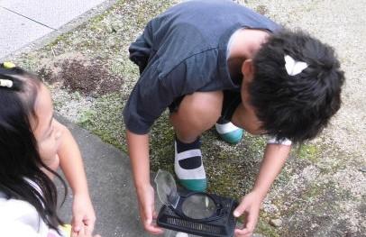 モンシロチョウ