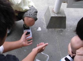 モンシロチョウ