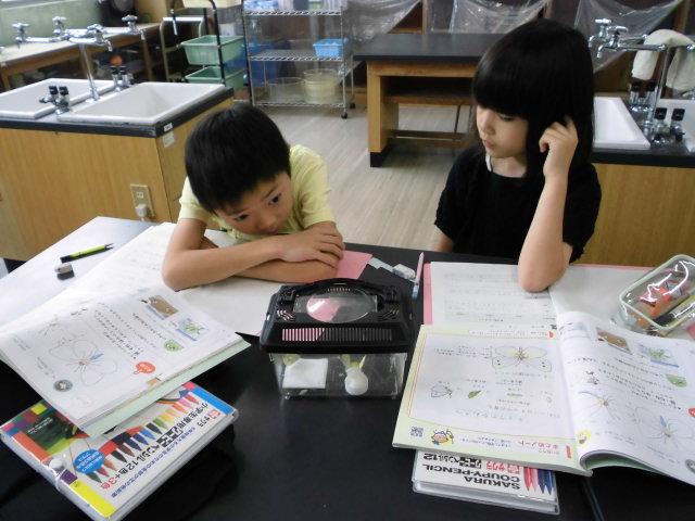 モンシロチョウ