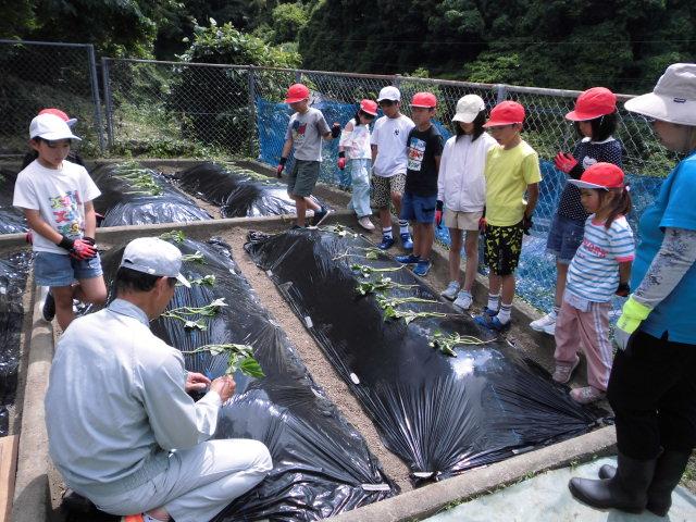 芋差し
