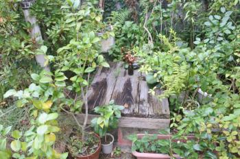 尾崎さん宅の井戸