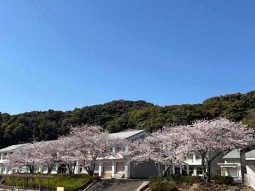 桜の学校