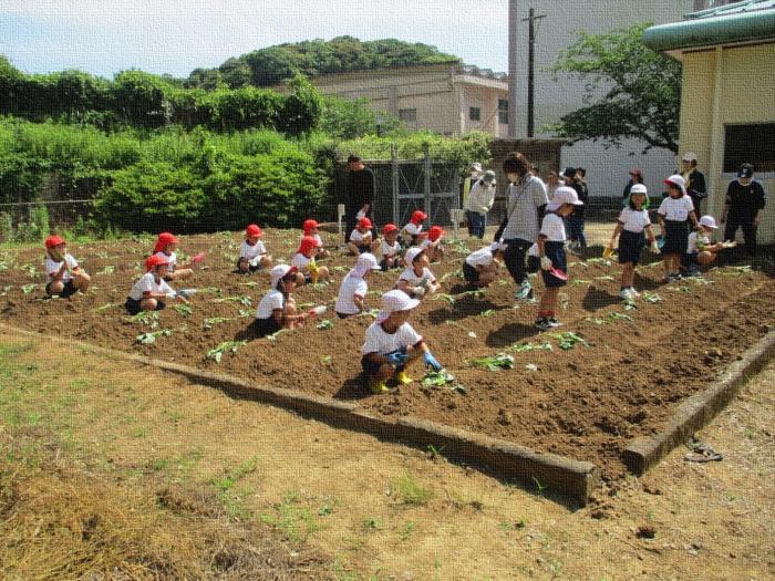 1年生「いもさし」がんばったよ!1