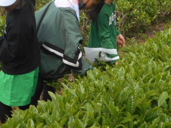 茶摘み