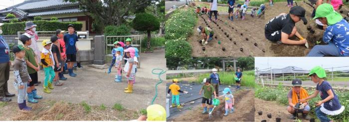 ヒマワリ苗植え