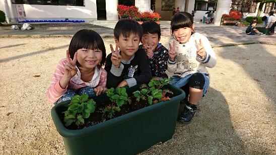 今日のできごと イチゴの苗植え ３年生 総合 吉井南小学校