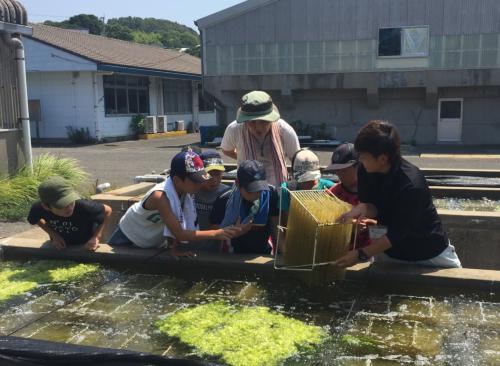 水産センター見学