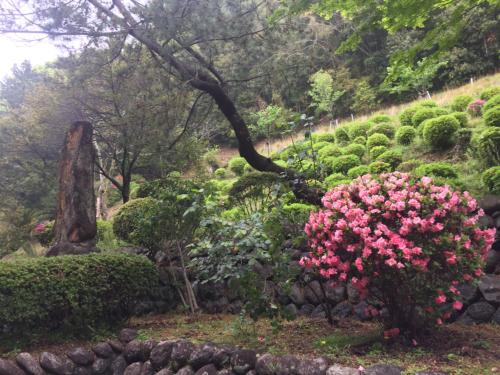 裏山のツツジ