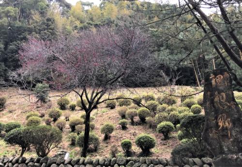 紅梅