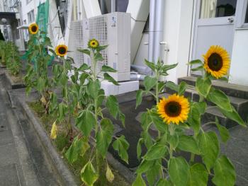 ひまわり